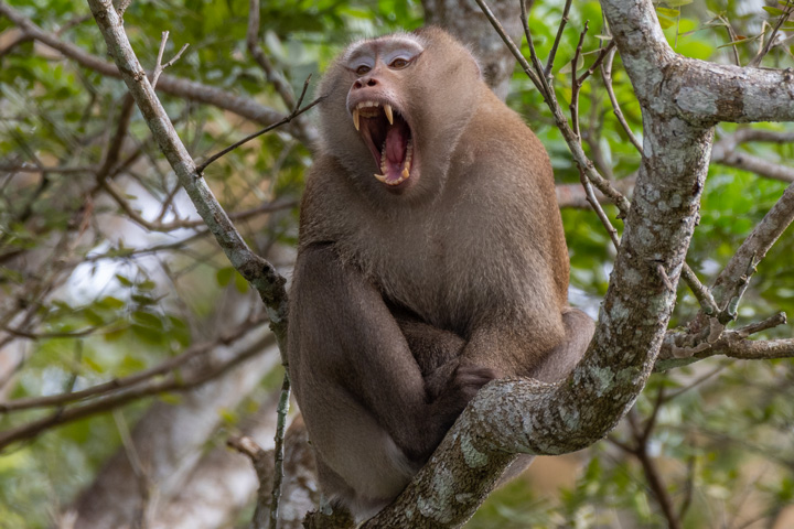 Auf einer Wildlife Tour in Thailand sehen Sie verschiedene Primaten wie z.B. den Nördlichen Schweinsaffen.