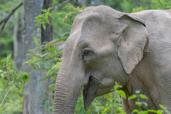 Elefant im Kui Buri Nachtionalpark