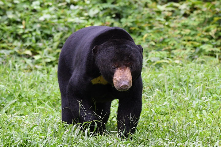 Mit etwas Glück sehen Sie einen Asiatischen Schwarzbär auf unserer Wildlife Tour in Thailand.